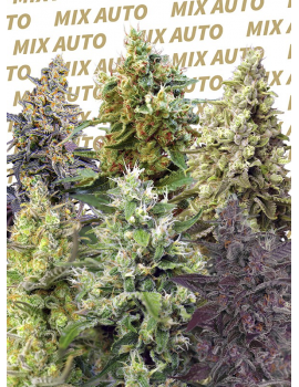 Sweet mix automatique 10 graines Sweet Seeds