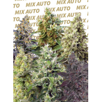 Sweet mix automatique 10 graines Sweet Seeds