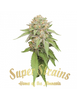 Enemy of the State Super strains Cannabis collection