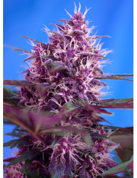 RED POISON AUTO ® *Sweet Seeds 5 graines + 2