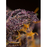 fleurs de cannabis rouge violette en zoom