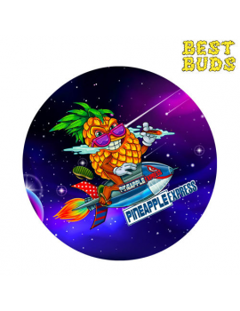 Pineapple Express  - 50mm BEST BUDS