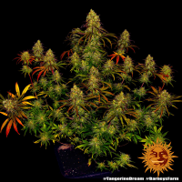 Tangerine Dream cannabis