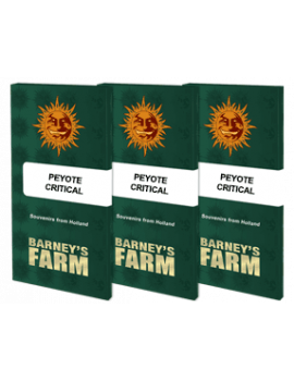Peyote Critical Barney's Farm - 3 Graines