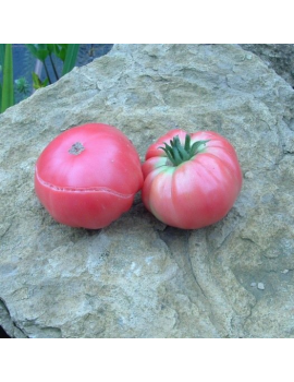 Tomate rouge Géante d’Orembourg (mi-saison)