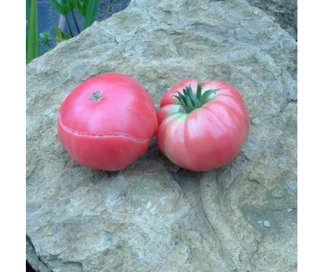 Tomate rouge Géante d’Orembourg (mi-saison)
