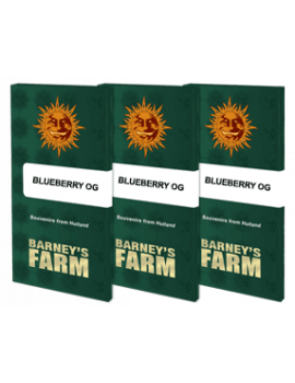 Blueberry OG Barney's farm- 3 Graines