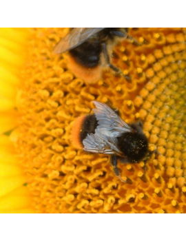 Tournesol mélange abeilles mellifere