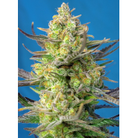 Sweet cheese XL Auto 3+1 graines Sweet Seeds