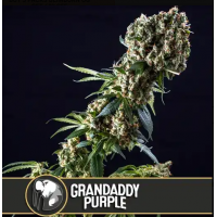 Grandaddy Purple 6 graines Blimburn