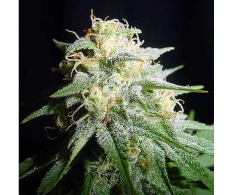 Spliff Auto White Widow 5 graines de cannabis