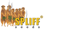 Spliffseeds